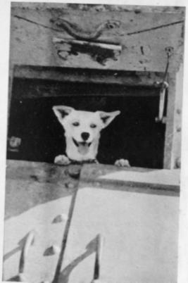 Horrie views his cobbers from a Vichy French tank, Syria 