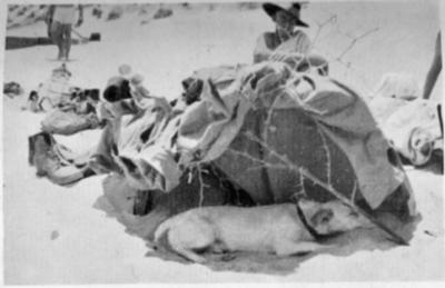 Horrie resting in a shady spot made for him on the beach at Gaza